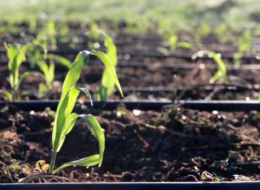 Closeup watering of young growth corn field at organic farm. Irrigation system with water drops in morning sunlight.